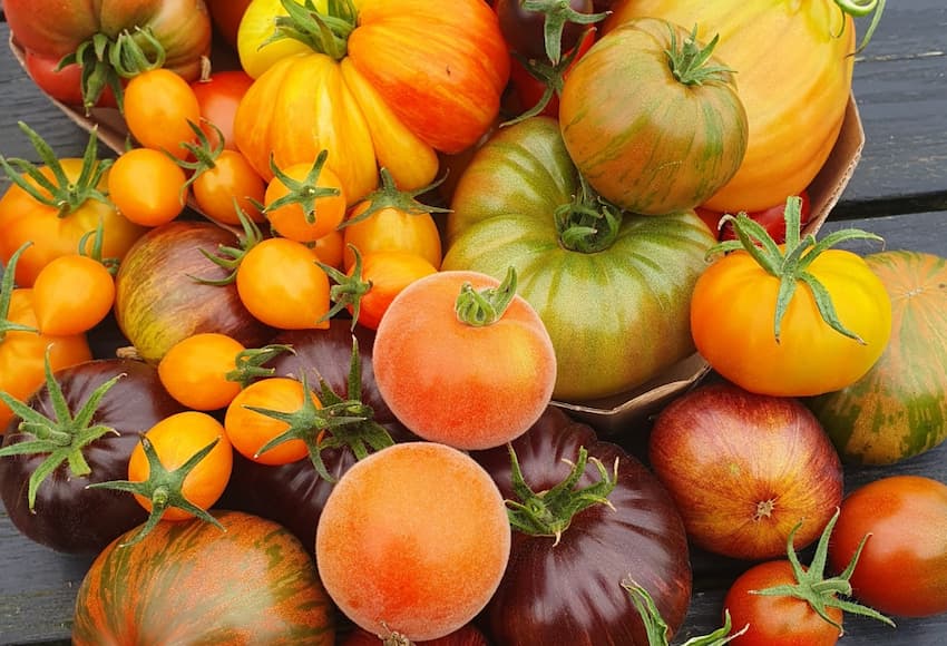 10 ting du kan dyrke i krukker – også selvom du ikke har have